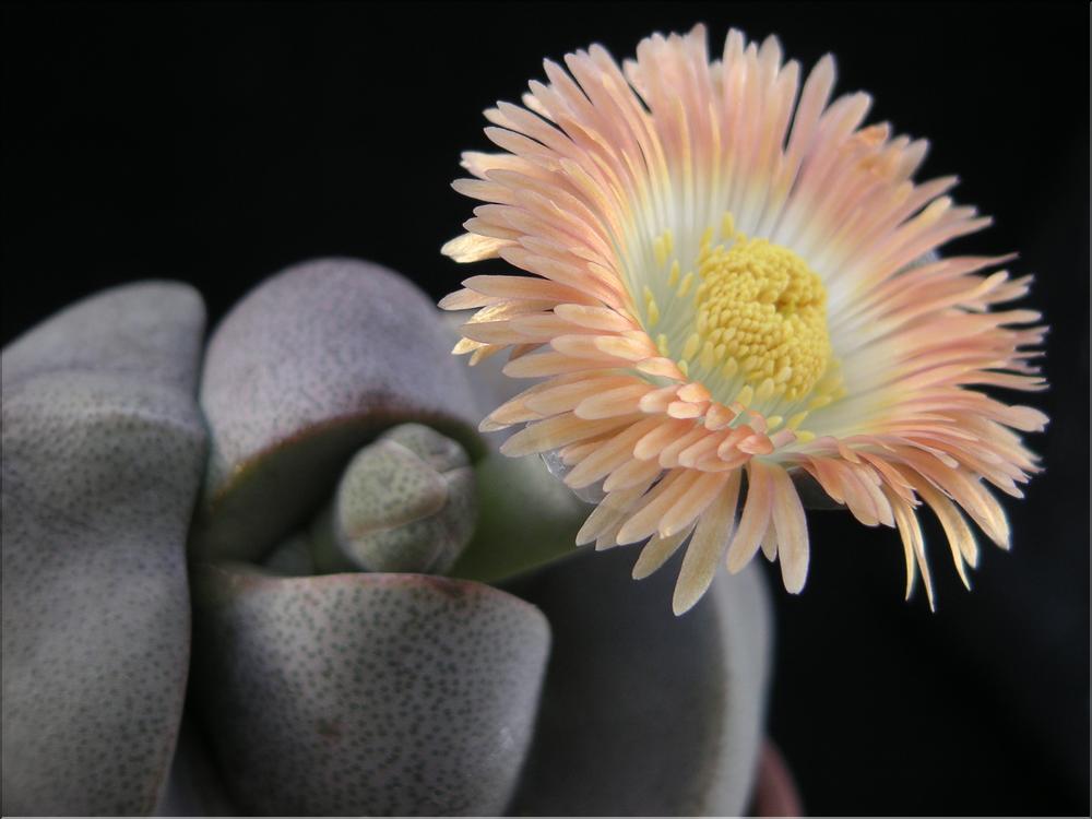 Pleiospilos nelii