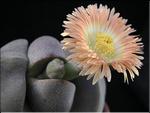 Pleiospilos nelii