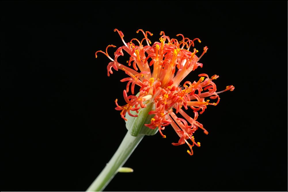 Senecio stapeliaeformis