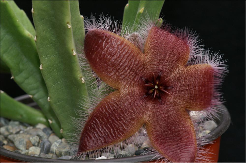 Stapelia sp