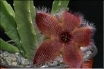 Stapelia sp