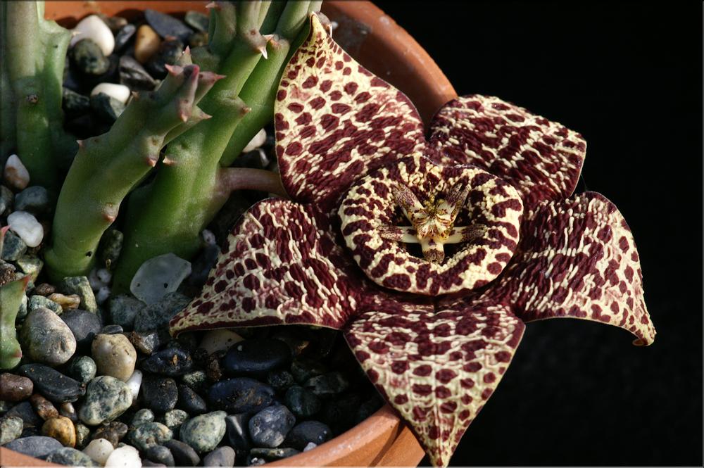 Stapelia variegata