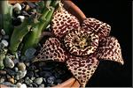 Stapelia variegata