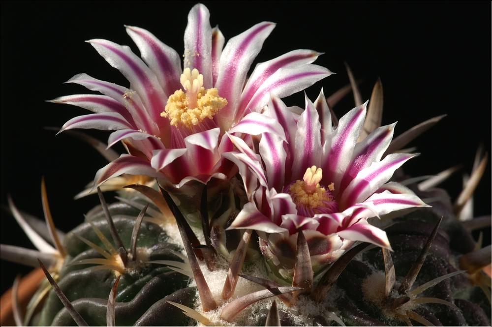 Stenocactus phyllacanthus v. violaciflorus