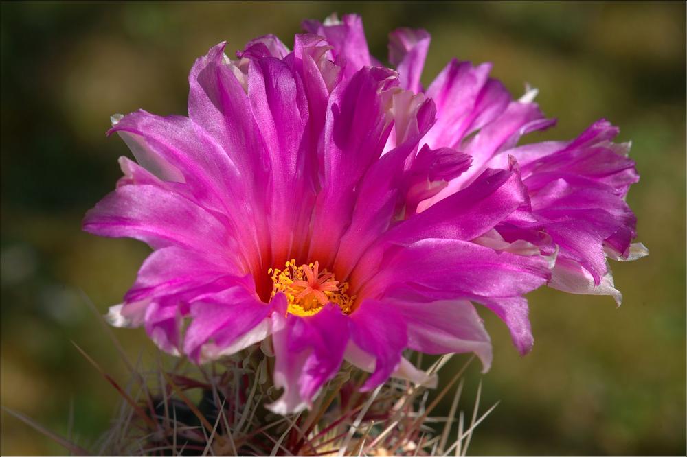 Thelocactus bicolor