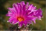 Thelocactus bicolor