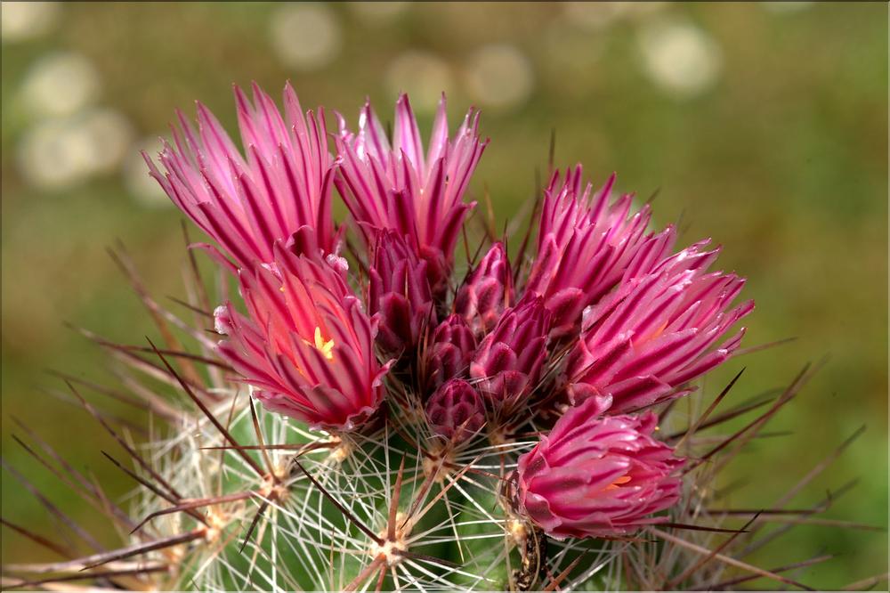 Thelocactus lausseri