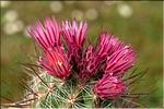 Thelocactus lausseri