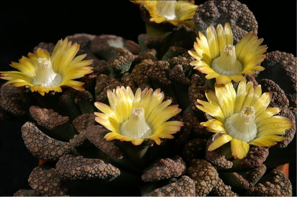 Titanopsis calcarea