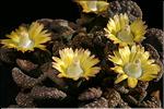 Titanopsis calcarea